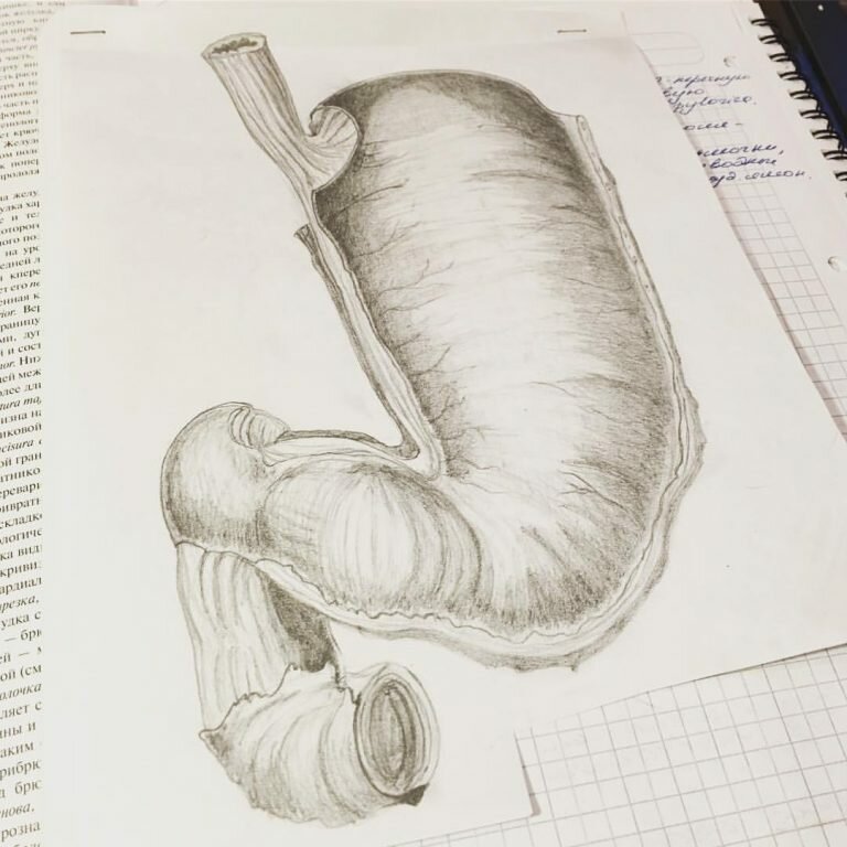 Рак желудка: факторы риска Рак желудка: факторы риска